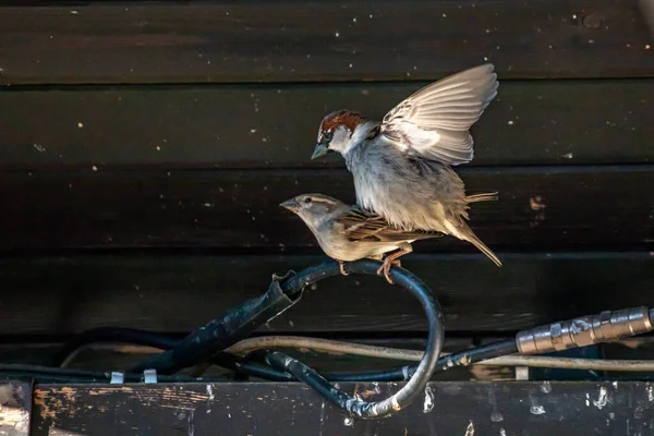 Haussperling Bei Der Paarung Auf Stromkabel — Stockfoto