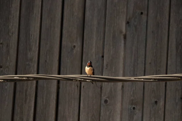 Barn Swallow Resting Electric Cable — Stock Photo, Image