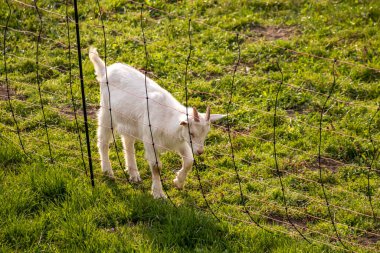 Çitte küçük bir yerli keçi