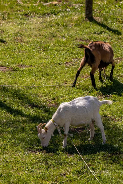 Twee Gedomesticeerde Geiten Grazen Het Veld — Stockfoto