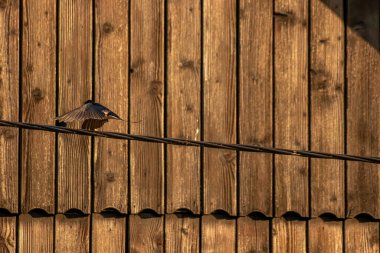 Ambar kırlangıcı elektrik kablosunun üzerinde uçuyor
