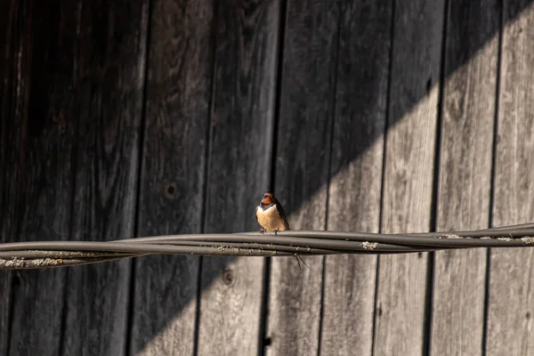 One Pretty Barn Swallow Resting Electric Cable — Stock Photo, Image