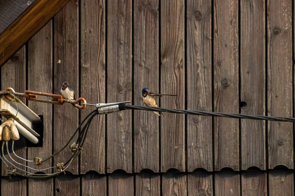 Two Beautiful Barn Swallow Resting Electric Cable — Stock Photo, Image