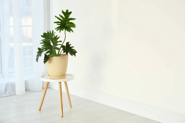 Philodendron tropikalny z dużych liści na stół w pomieszczeniu — Zdjęcie stockowe