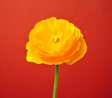 Güzel Düğünçiçeği çiçek renk arka plan üzerinde