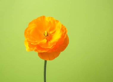 Güzel Düğünçiçeği çiçek renk arka plan üzerinde