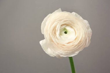 Gri arka plan üzerinde güzel Düğünçiçeği çiçek