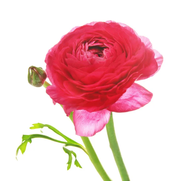 Beautiful ranunculus flower on white background — Stock Photo, Image