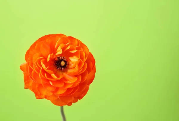 Красива квітка ранункулюса на кольоровому фоні — стокове фото