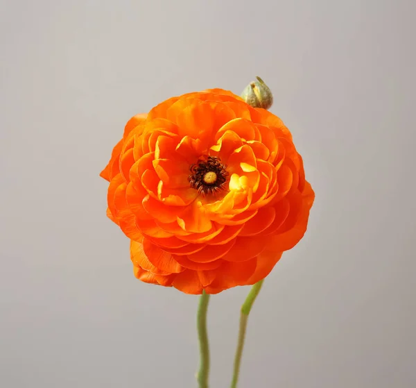 Hermosa flor ranúnculo sobre fondo gris — Foto de Stock