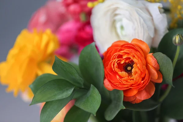 Красиві квіти рунункули, крупним планом — стокове фото