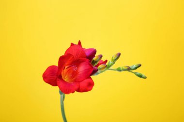 Güzel Frezya çiçek renk arka plan üzerinde