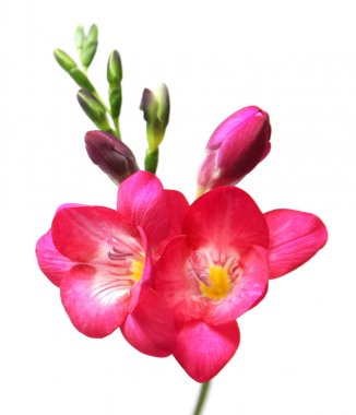 Beyaz arka plan üzerinde güzel Frezya çiçek