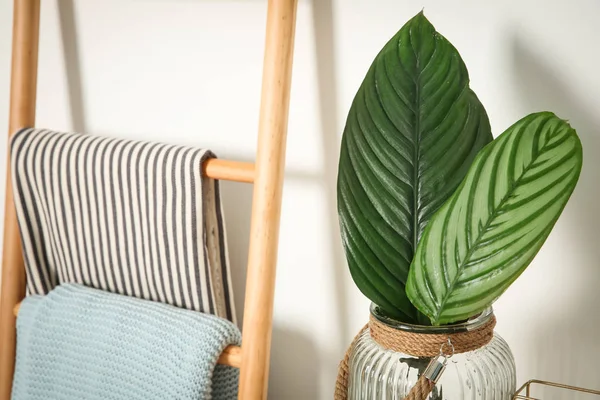 Feuilles tropicales dans un vase en verre à l'intérieur. Idée pour un intérieur moderne et élégant — Photo