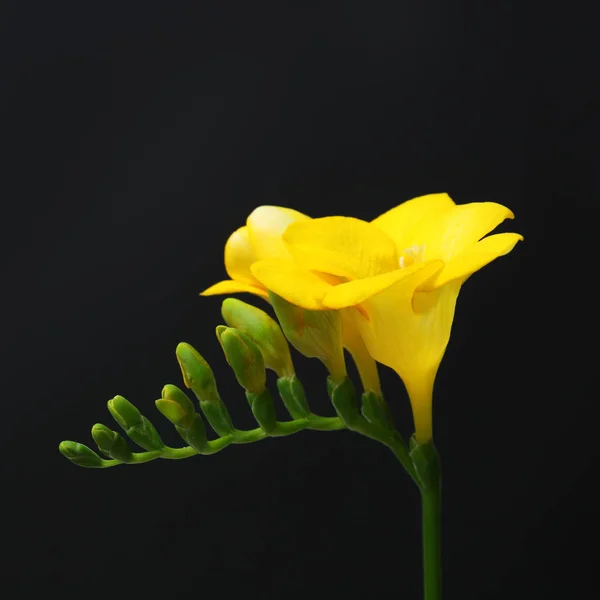 Beautiful freesia flower on black background — Stock Photo, Image