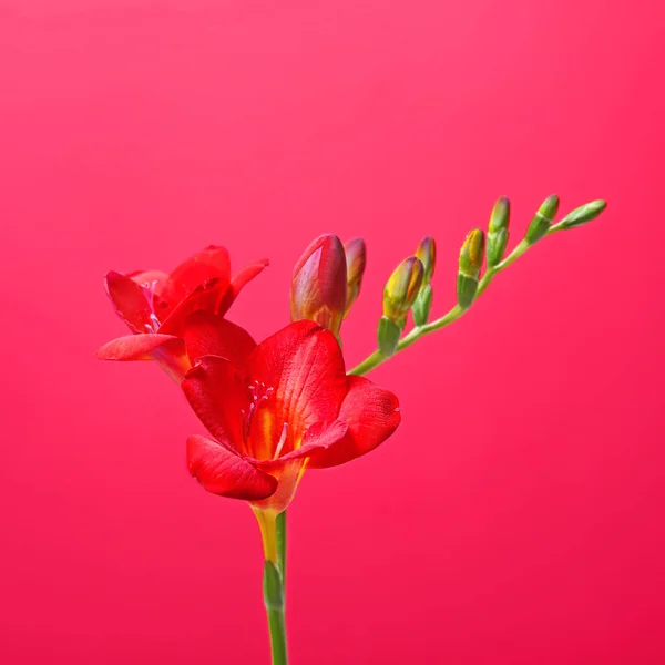 美丽的小苍兰花在颜色背景上 — 图库照片