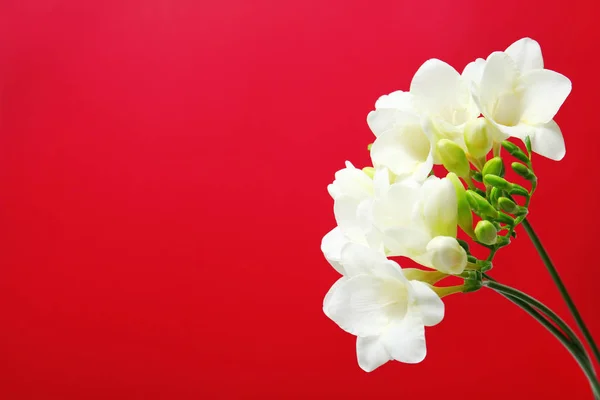 Indah bunga freesia pada latar belakang warna — Stok Foto