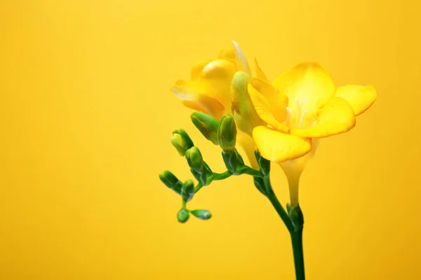 美丽的小苍兰花在颜色背景上 — 图库照片