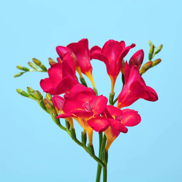 Красиві квіти фрезії на кольоровому фоні — стокове фото