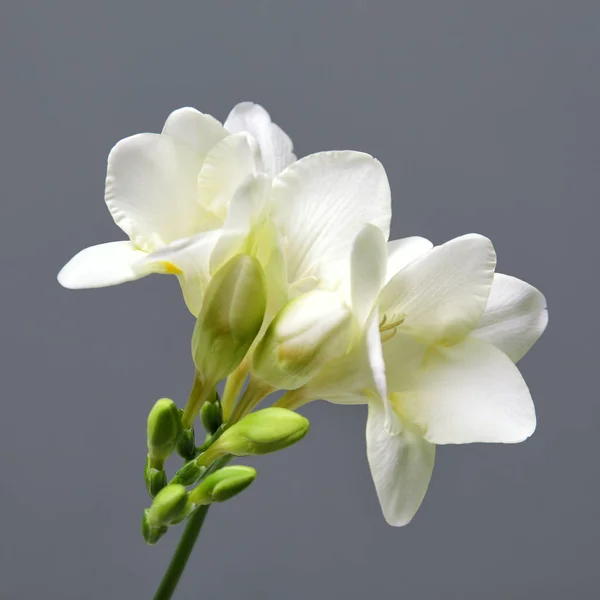 Beautiful freesia flower on grey background — Stock Photo, Image