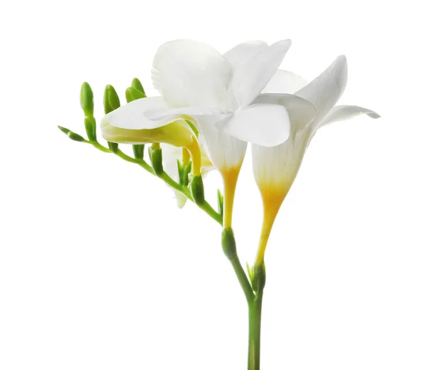 Красивый цветок фрезии на белом фоне — стоковое фото