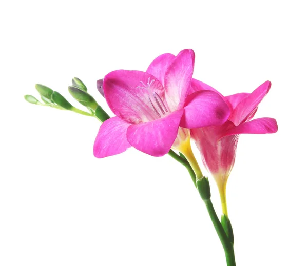 Gyönyörű frézia virág, fehér háttér — Stock Fotó