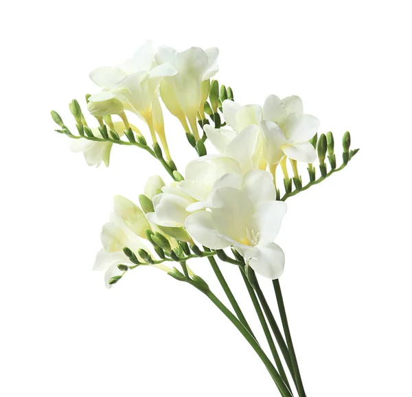 Lindas flores freesia no fundo branco — Fotografia de Stock