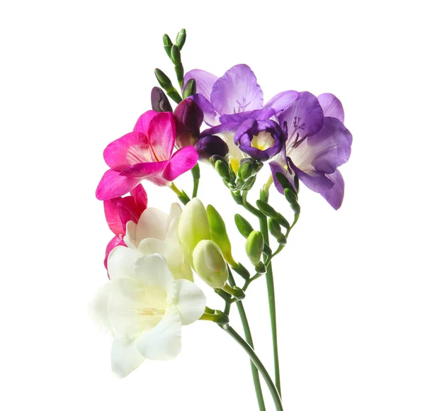 Hermosas flores de freesia sobre fondo blanco — Foto de Stock