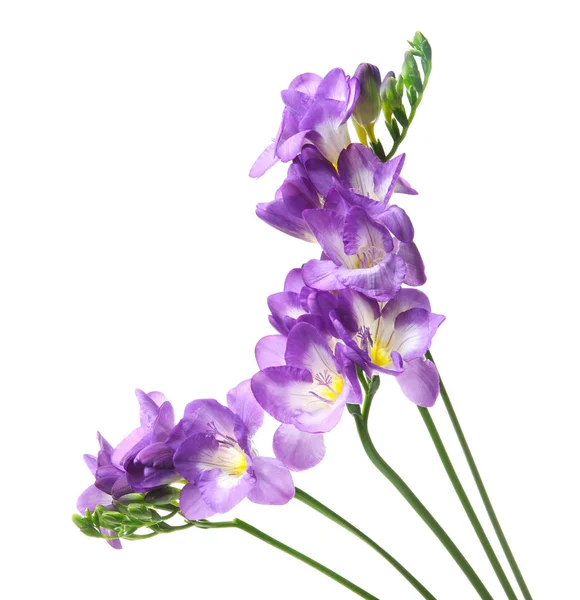 Belles fleurs freesia sur fond blanc — Photo