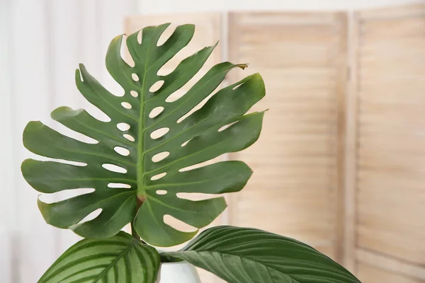 Vase mit tropischen Blättern drinnen. Innenarchitektur-Element — Stockfoto