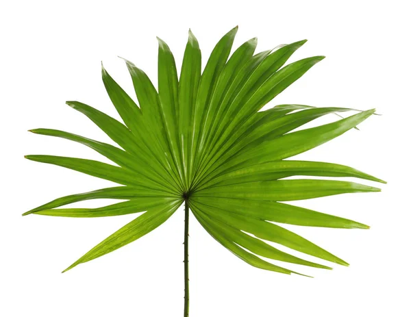 Hoja tropical verde de la palmera Livistona Rotundifolia sobre fondo blanco —  Fotos de Stock