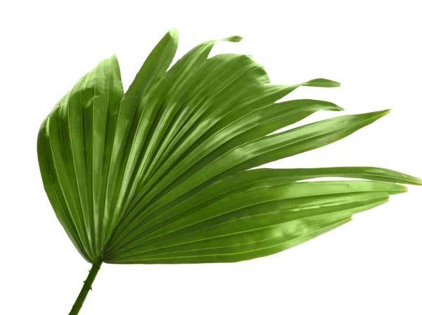Πράσινο τροπικό φύλλο του Φοίνικα Livistona Rotundifolia σε λευκό φόντο — Φωτογραφία Αρχείου