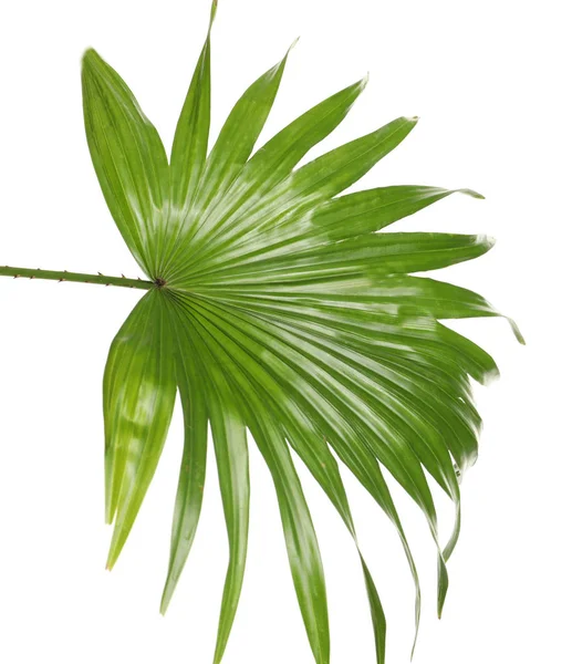 Foglia tropicale verde di Livistona Palma Rotundifolia su sfondo bianco — Foto Stock