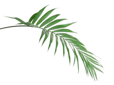 Tropikal howea palmiye ağaç izole üzerinde beyaz yaprak