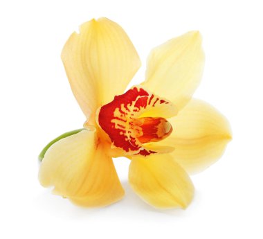 Beyaz arkaplanda güzel bir çiçek