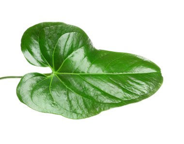 Tropikal Anthurium yaprak beyaz arka plan üzerinde