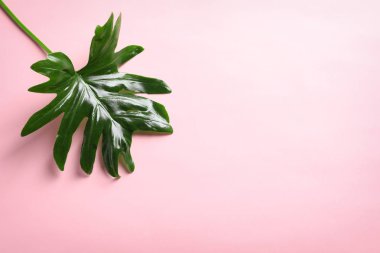 Güzel tropikal Philodendron yaprağına renk arka plan, üstten görünüm