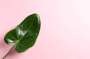 Güzel tropikal Anthurium yaprağına renk arka plan, üstten görünüm