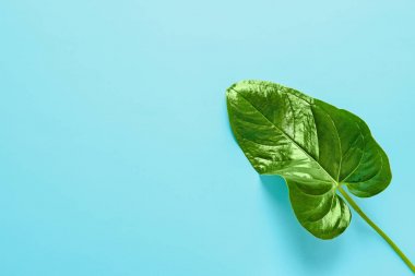 Güzel tropikal Anthurium yaprağına renk arka plan, üstten görünüm