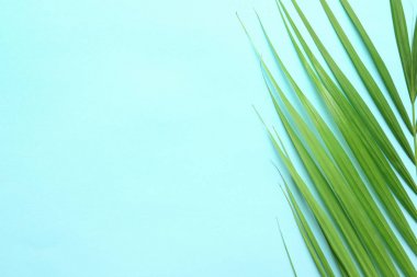 Güzel tropikal Sago palmiye yaprağı renk arka plan, üstten görünüm