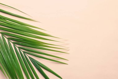 Güzel tropikal Sago palmiye yaprağı renk arka plan, üstten görünüm