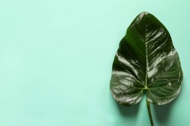 Güzel tropikal Anthurium yaprağına renk arka plan, üstten görünüm