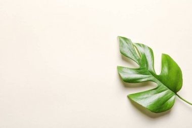 Açık renkli, üstten görünüm tropikal Monstera yaprağına