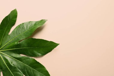 Tropikal Aralia yaprak rengi arka planda, üstten görünüm