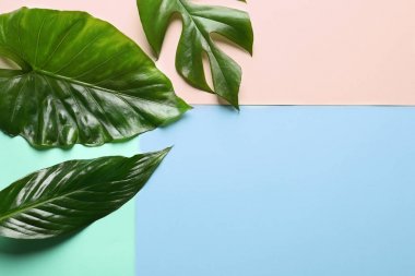 Tropikal yapraklarda farklı renk arka plan, üstten görünüm