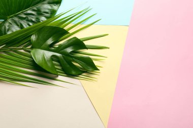 Tropikal yapraklarda farklı renk arka plan, üstten görünüm