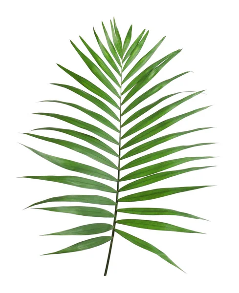 Howea tropical hojas de palmera aisladas en blanco — Foto de Stock