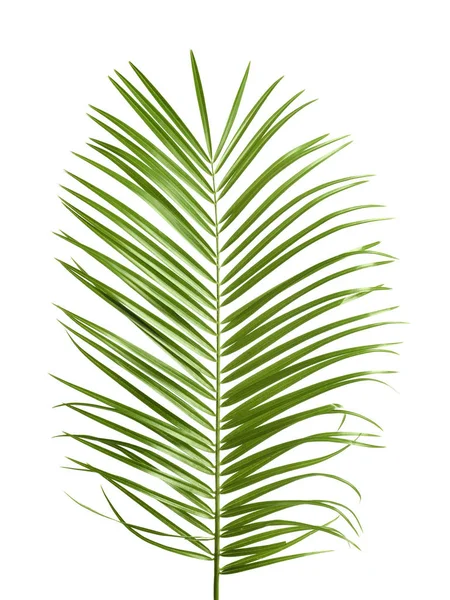 Tropische sago palm tree bladeren geïsoleerd op wit — Stockfoto