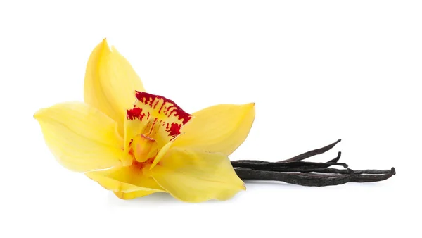 Laski wanilii i kwiat na białym tle — Zdjęcie stockowe