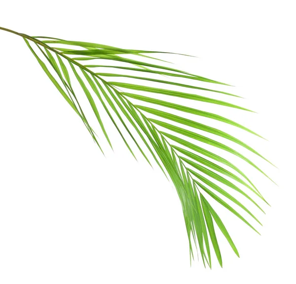 Hermosa hoja de palma tropical Sago sobre fondo blanco —  Fotos de Stock
